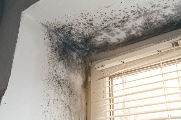 Affordable Mold Removal solutions in San Antonio, TX